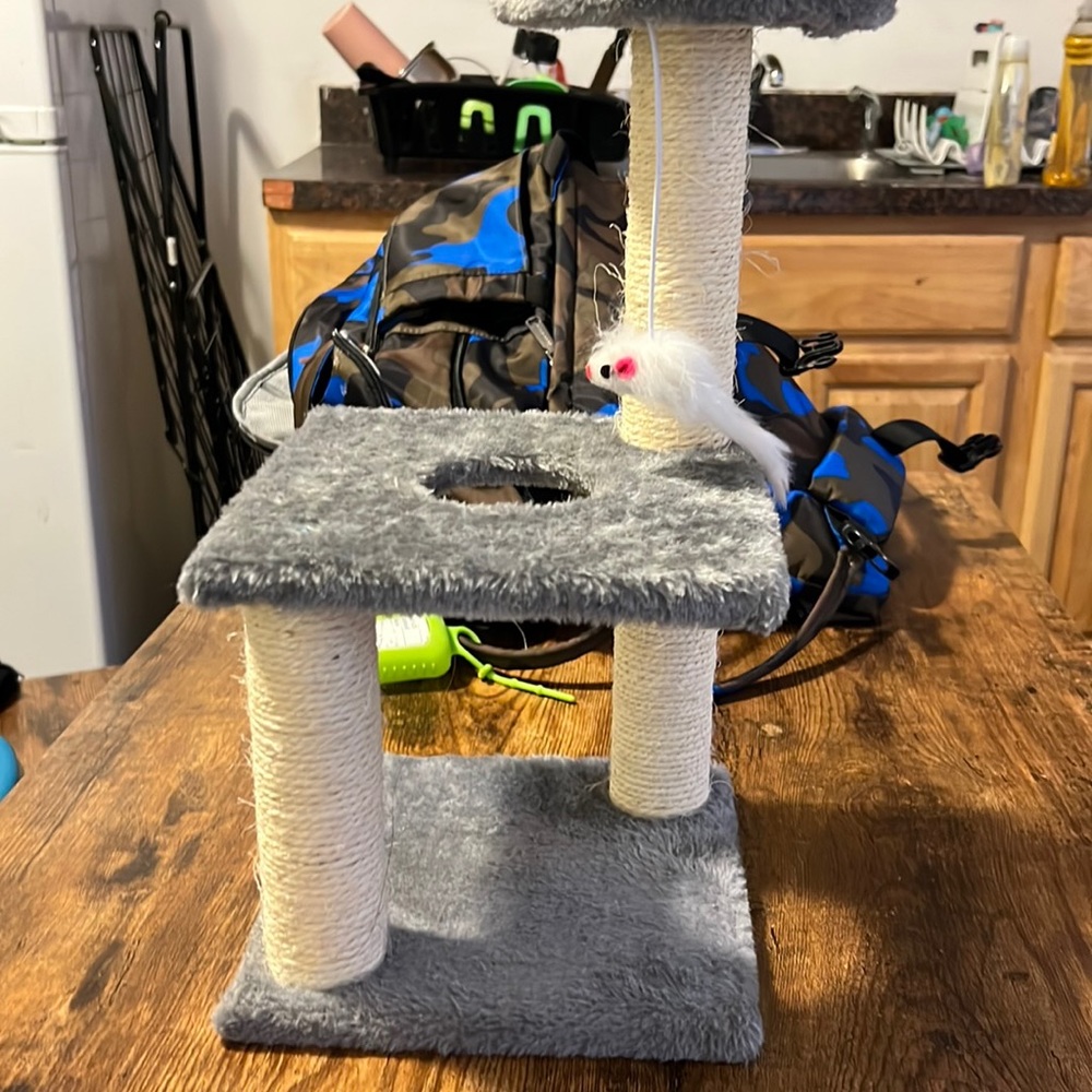kitten tower new